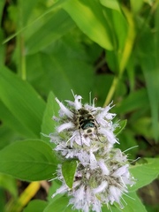 Trichiotinus piger