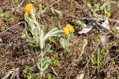 Chrysocephalum vitellinum