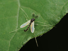 Phaenopsectra obediens