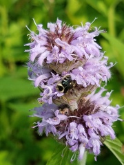 Trichiotinus piger