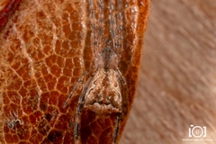 Episinus amoenus