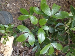 Pseudopanax discolor