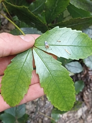 Pseudopanax discolor