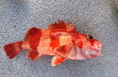 Sebastes rubrivinctus
