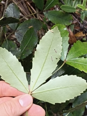 Pseudopanax discolor