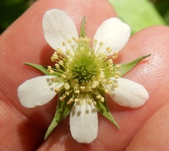 Geum canadense texanum