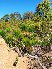 Melaleuca rupestris