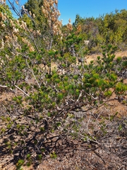 Melaleuca rupestris