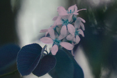 Amelanchier humilis