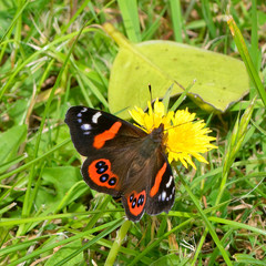 Vanessa gonerilla ida