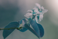 Amelanchier humilis