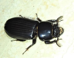 Mastachilus australasicus