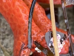 Metandrocarpa dura