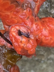 Metandrocarpa dura
