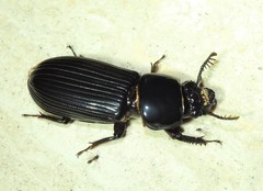 Mastachilus australasicus