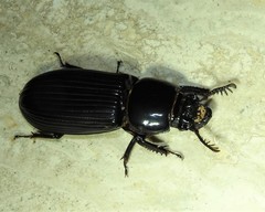 Mastachilus australasicus