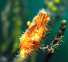 Cochleoceps bicolor