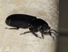 Mastachilus australasicus