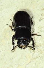 Mastachilus australasicus