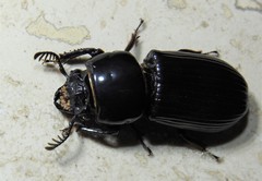 Mastachilus australasicus