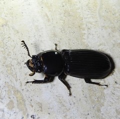 Mastachilus australasicus