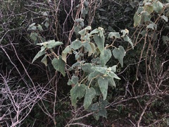 Allowissadula lozanoi