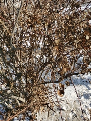 Magnoliopsida