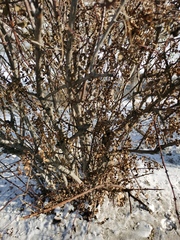 Magnoliopsida