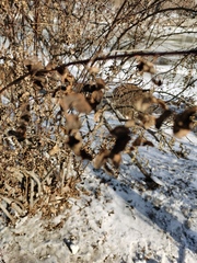 Magnoliopsida