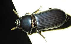 Mastachilus australasicus