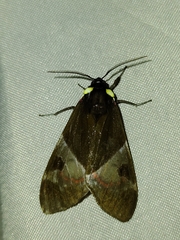 Dysschema magdala