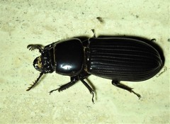 Mastachilus australasicus