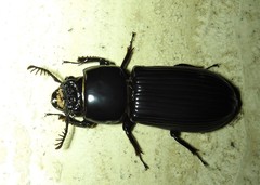 Mastachilus australasicus