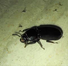 Mastachilus australasicus