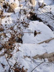 Asteraceae