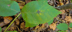 Gnomonia caryae