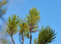 Pinus contorta bolanderi
