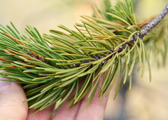 Pinus contorta bolanderi