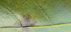 Gnomonia caryae
