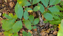 Gnomonia caryae