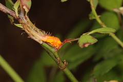 Phragmidium rosae-multiflorae