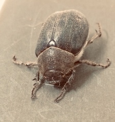 Asthenopholis adspersa