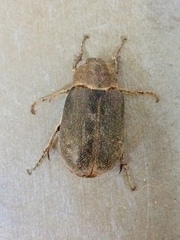 Asthenopholis adspersa