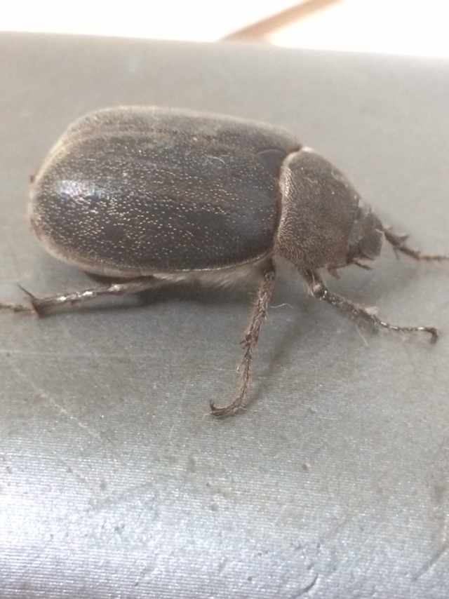 Asthenopholis adspersa