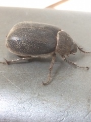 Asthenopholis adspersa