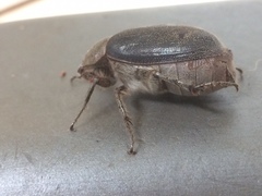 Asthenopholis adspersa