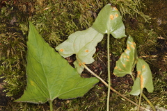 Puccinia orbicula