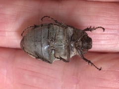 Asthenopholis adspersa