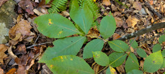 Gnomonia caryae