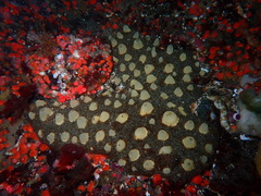 Polymastia pachymastia